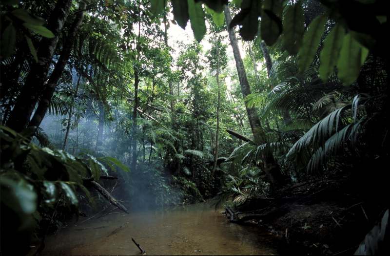 Tropický prales Daintree