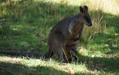 Kakadu Australie – národní park